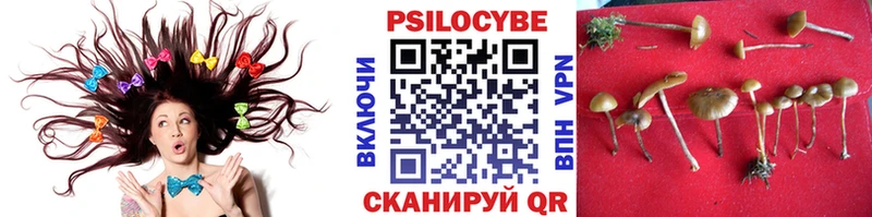 Купить  Александровск  Галлюциногенные грибы Cubensis 